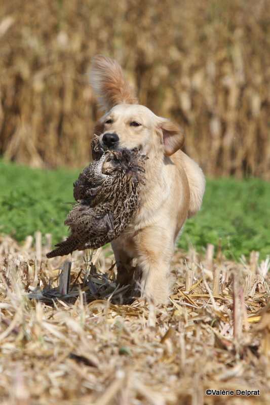 Field Erstein 09 (178).JPG